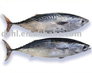 frozen skip jack tuna,  bonito tuna, bullet mackerel , bomb fish, stripe tuna