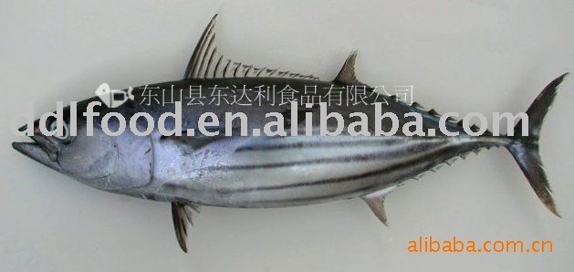 Frozen skipjack (eleotridae)