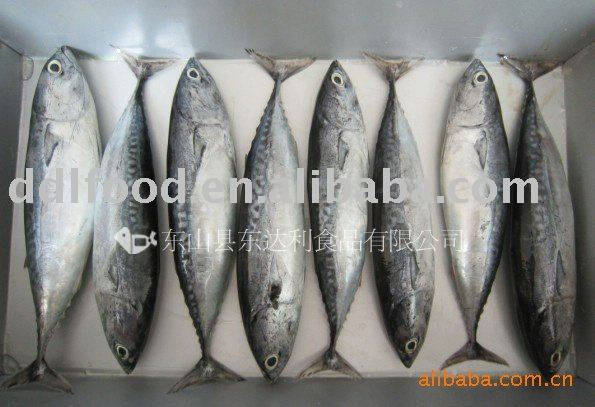 frozen frigate mackerel
