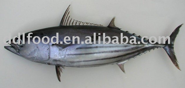  frozen   whole   bonito 