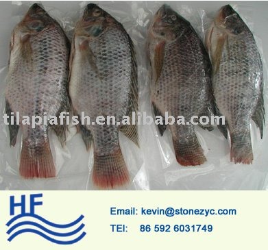 tilapia W/R