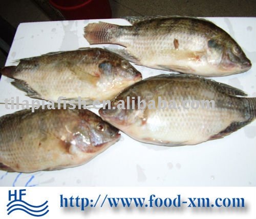 gutted scaled whole tilapia