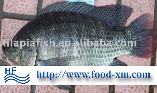 Frozen tilapia W R