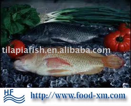 frozen tilapia fish W/R
