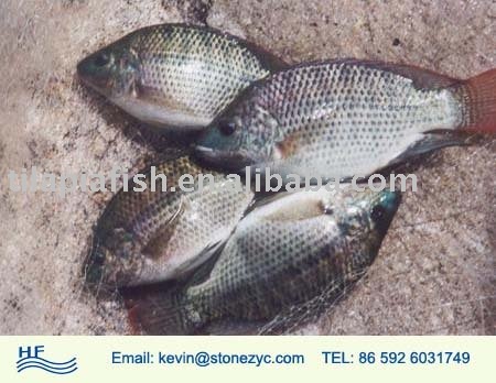 w/r g/s frozen tilapia