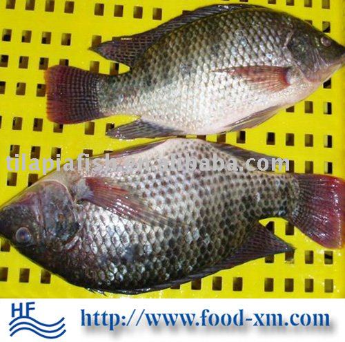 black frozen tilapia fish