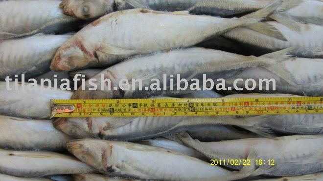 whole   round   frozen   mackerel 