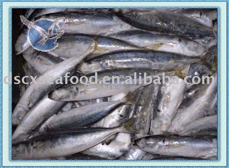 Round Scad From China