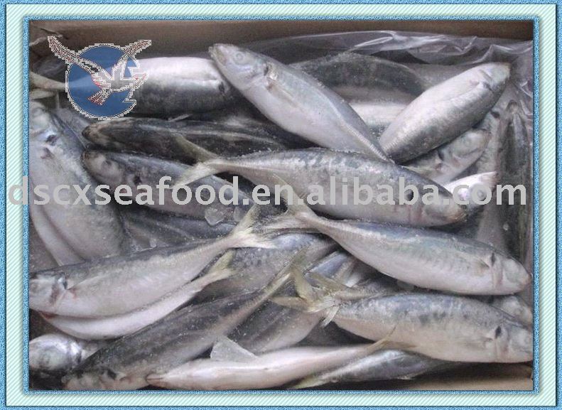  Fresh   round   scad 