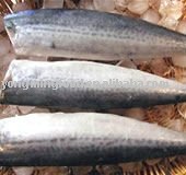 Frozen horse mackerel head off