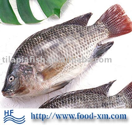 fresh frozen black tilapia fish