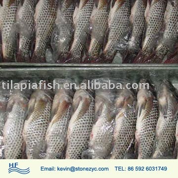  gutted   tilapia 