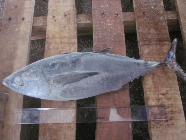 Frozen  Whole   Round   Tuna 