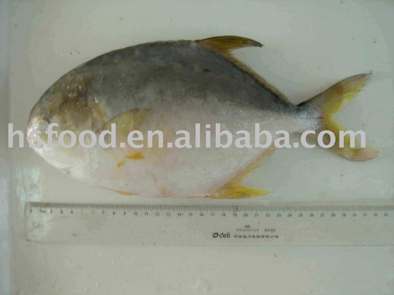 pompano whole round
