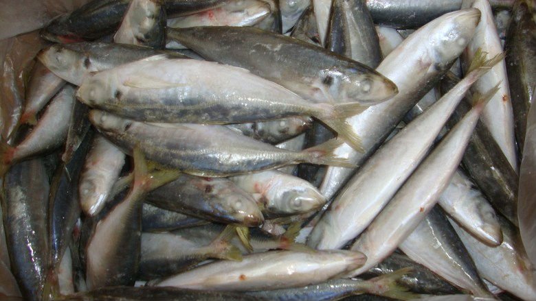 Frozen Whole Horse Mackerel