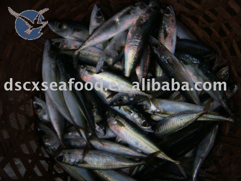  New  Coming  Mackerel  W/R