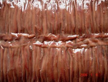canned salted anchervy,canned anchervy fillet(Spain,Portugal,Italy,Greece,Russia)