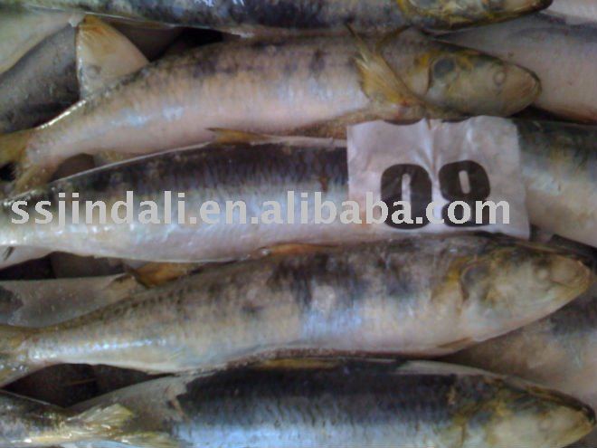  frozen   sardine  for  bait 