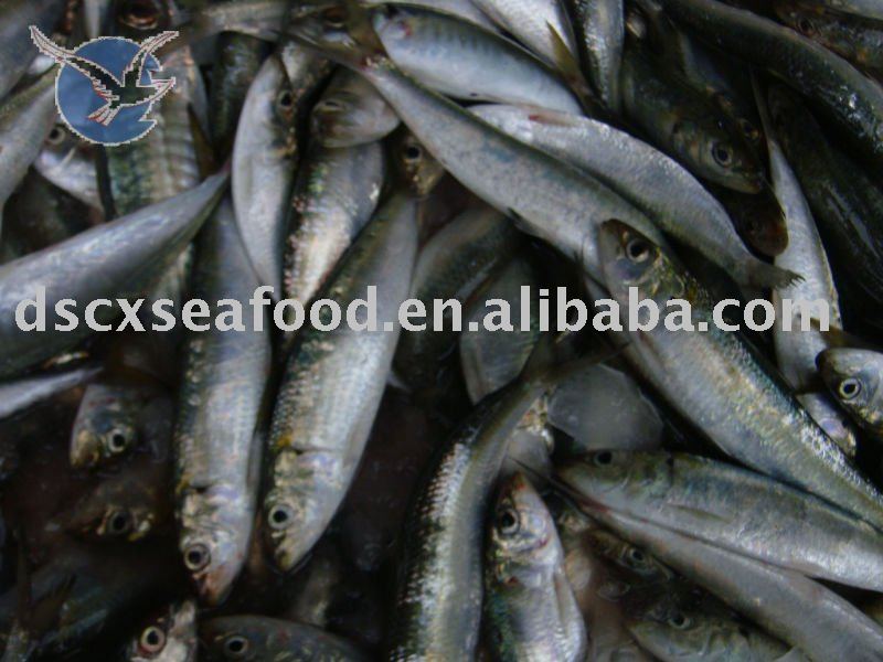 Fresh Frozen Sardines