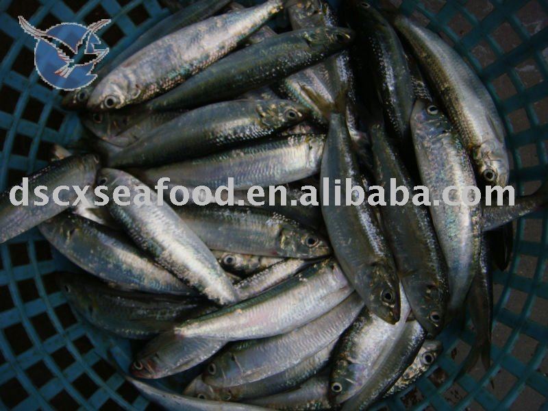 Fresh   Frozen   Sardine 