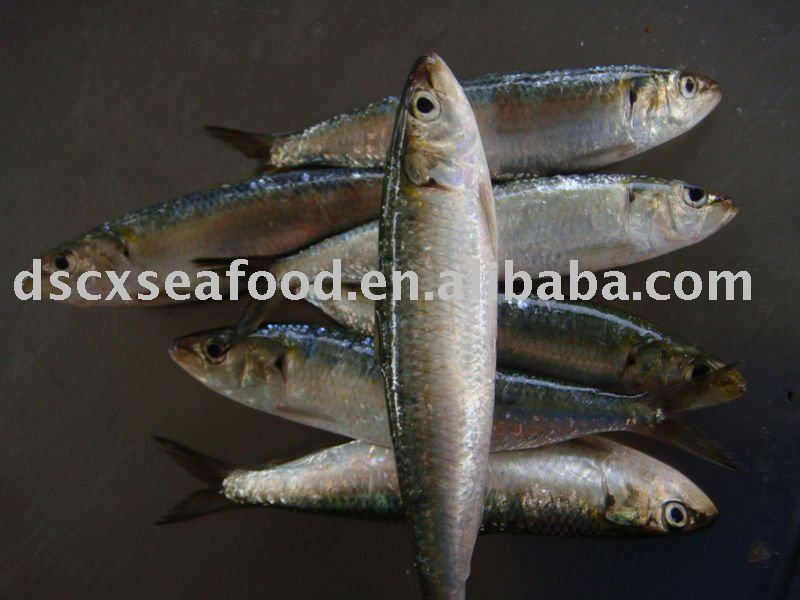  Frozen   Whole  Sardine
