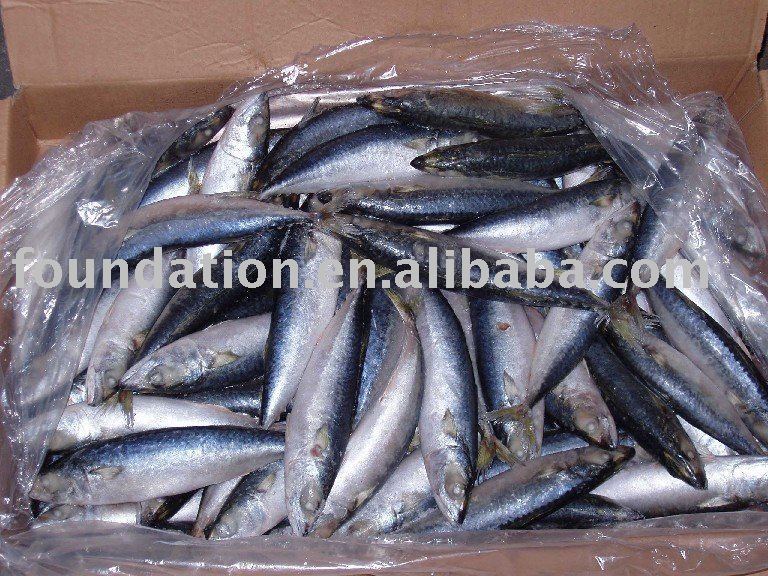 Pacific Mackerel(good quality mackerel)