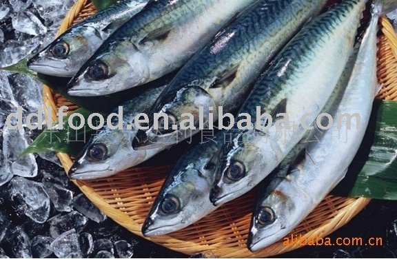 frozen  whole   pacific   mackerel 