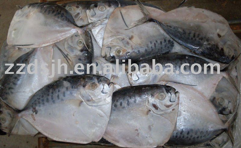  Frozen   moonfish 