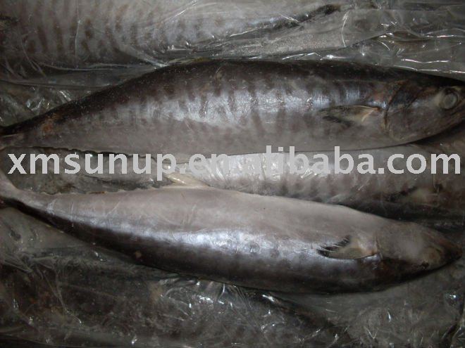 Frozen Spanish  mackerel   IQF 