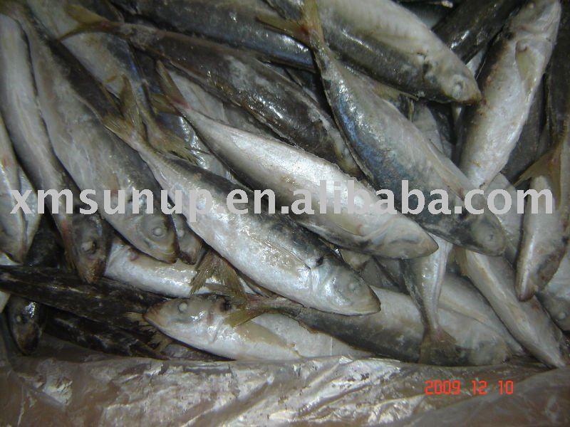  FRESH     ROUND   SCAD 