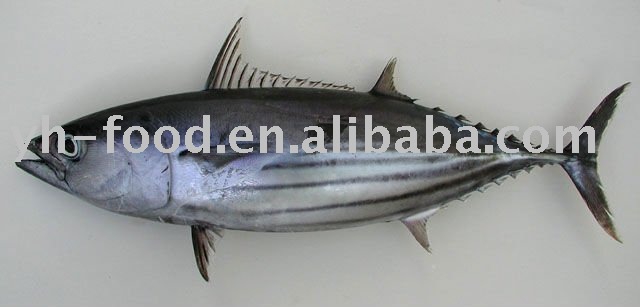 good quality  frozen   whole   bonito 