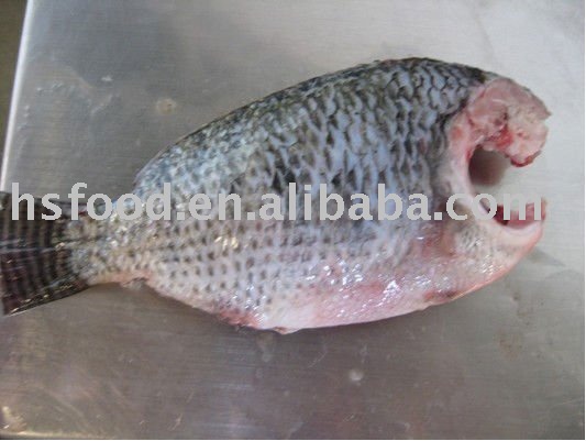  GGS  black  tilapia 