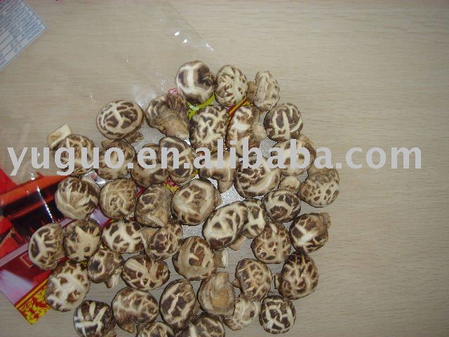 2010 NEW CROP DRIED WHITE FLOWER SHIITAKE MUSHROOM WITH GAP