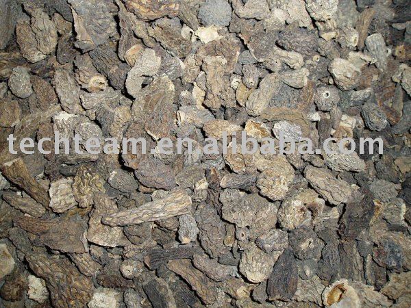 organic wild mushroom --morchella esculenta( morel mushroom)