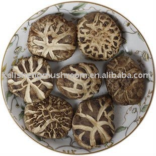 mushrooms growing