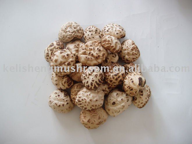 2011 mushroom s  growing 