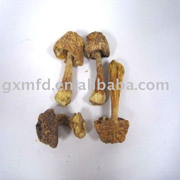 Agaricus Mushroom