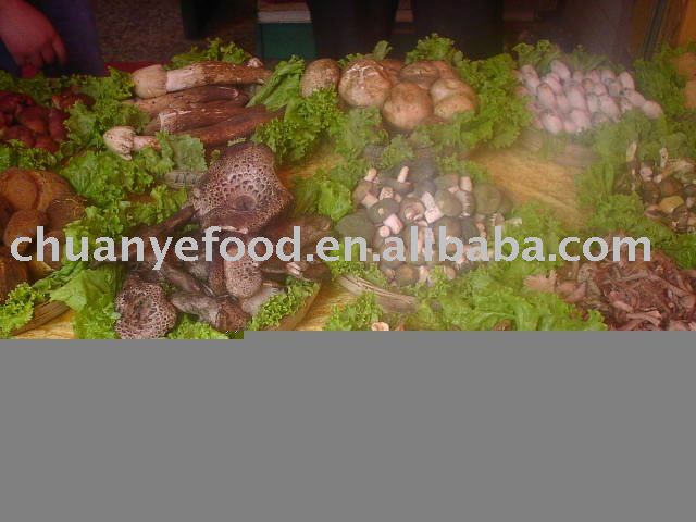 dry wild mushroom