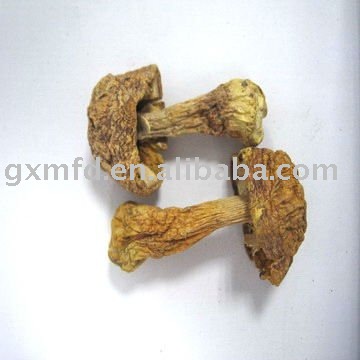 Agaricus murill Mushroom in bulk