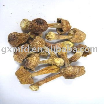 Selling Mushroom