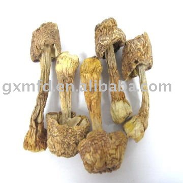 Agaricus Blazei Murill Mushroom