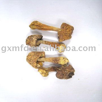 Chinese Agaricus Mushroom