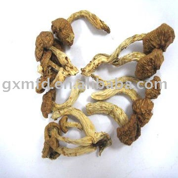 Chinese Mushroom spawn in bulk