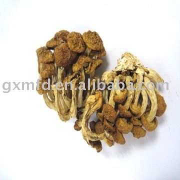  Mushroom   spawn  in bulk