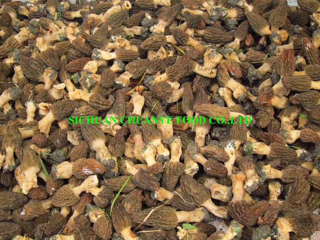  Dried   morel s ( Wild )