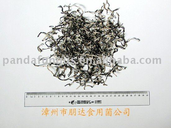black- dried   fungus 