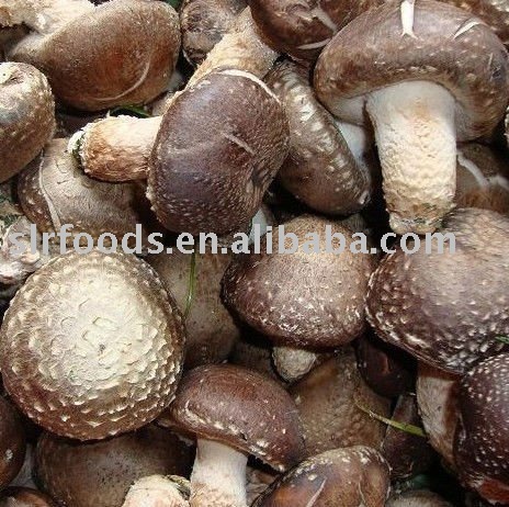 Fresh mushroom/Dried mushroom(Green organic )/Shiitake