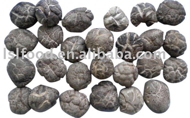 tea flower shiitake mushroom grow in autumn