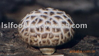  dried  mushroom in raw  wood 
