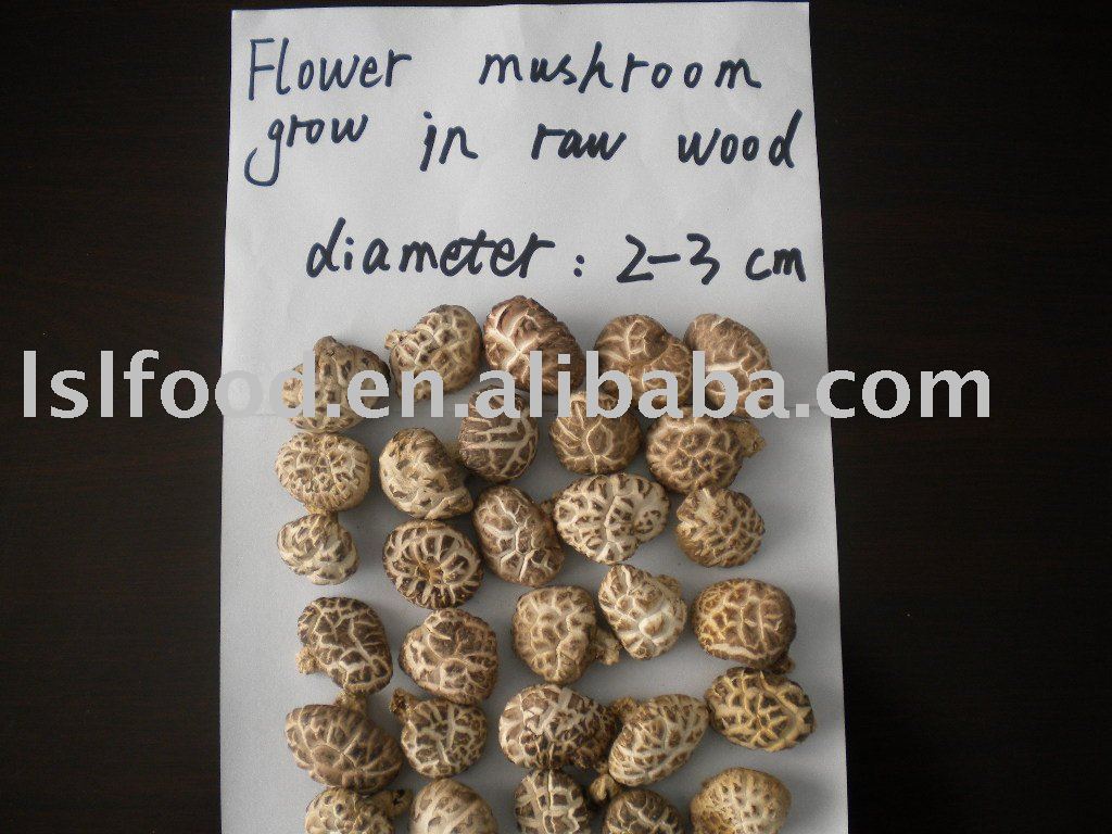 flower mushroom grow in raw wood